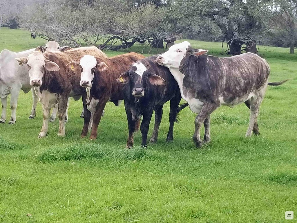 Cattle Range Listing Photo