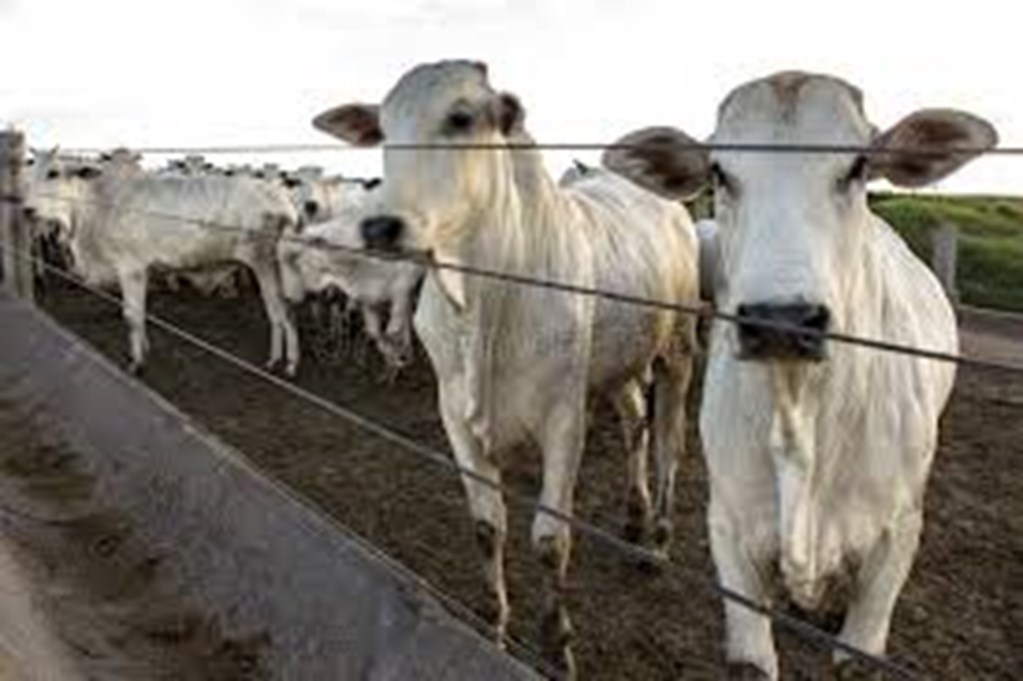 Brazil increases feedlot use to meet China's Import Requirements