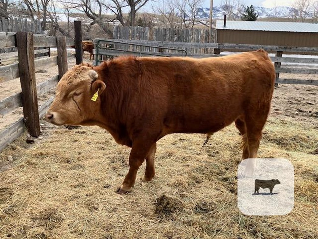 Cattle Range Listing Photo