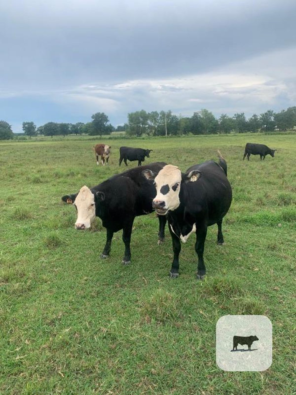 Cattle Range Listing Photo