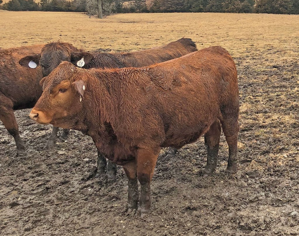Cattle Range Listing Photo