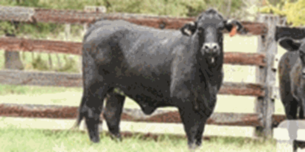 9 Brangus & Super Baldy Bred Heifers... Central TX