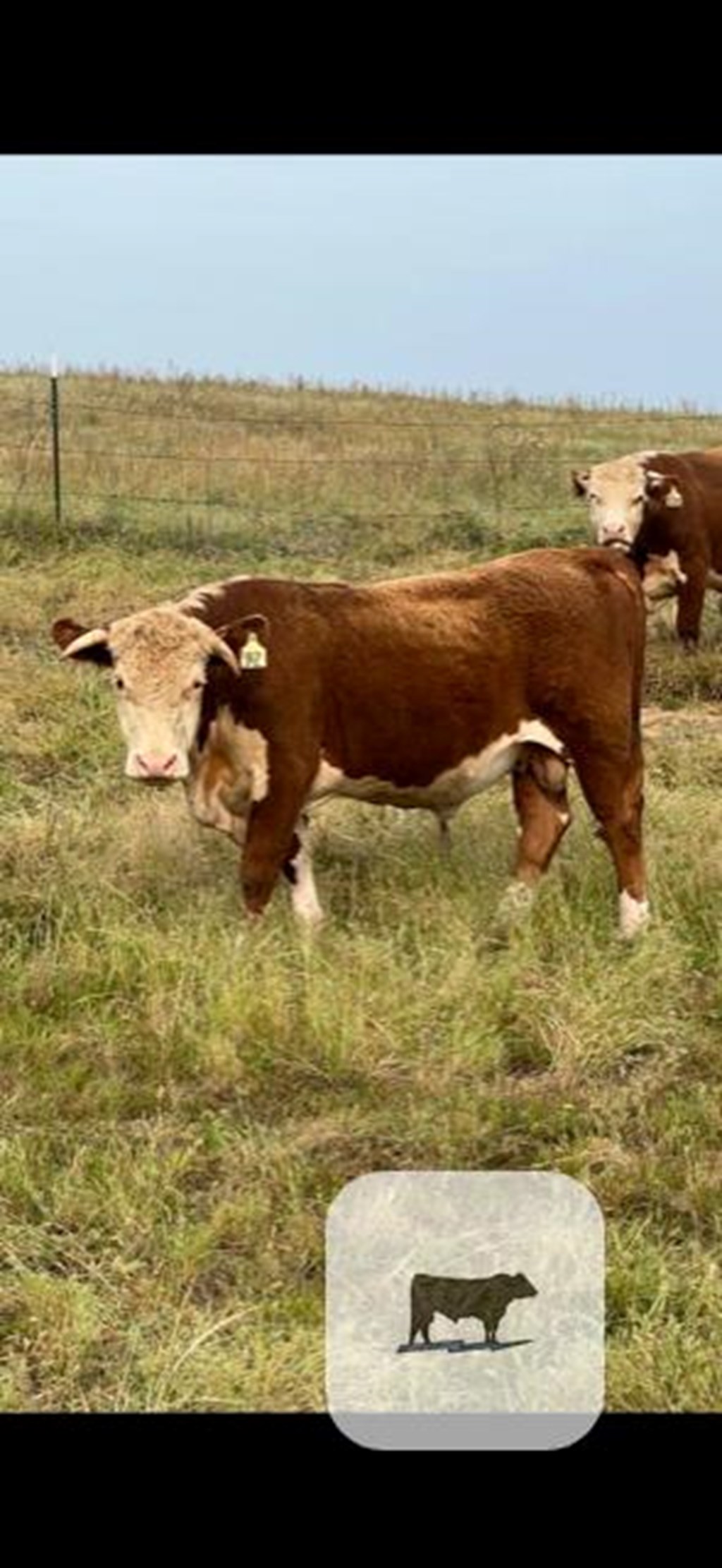 Cattle Range Listing Photo