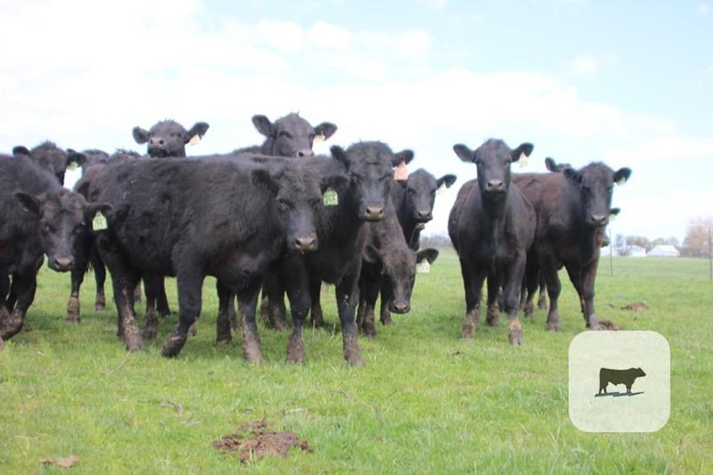 Cattle Range Listing Photo