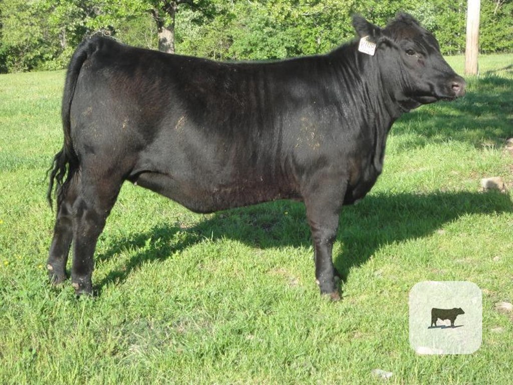 Cattle Range Listing Photo