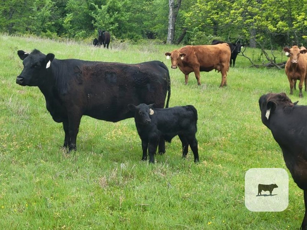 Cattle Range Listing Photo