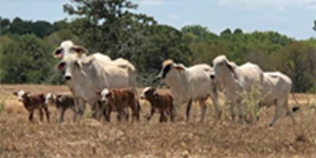 38 Brahman Bred Heifers w/ 5+ Calves... Southeast TX