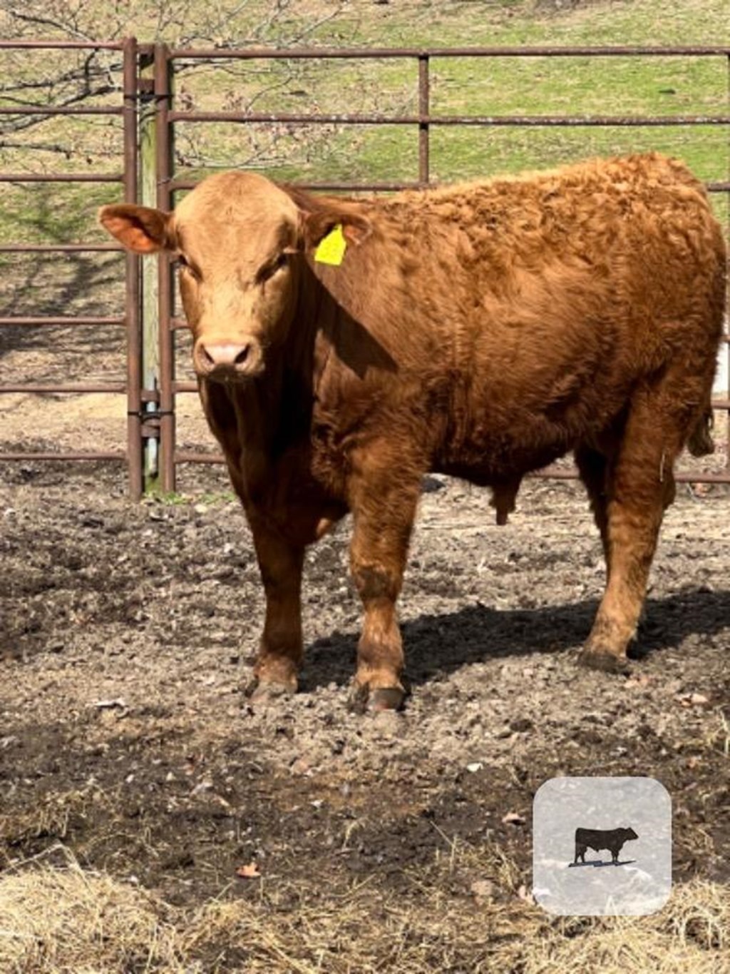 Cattle Range Listing Photo