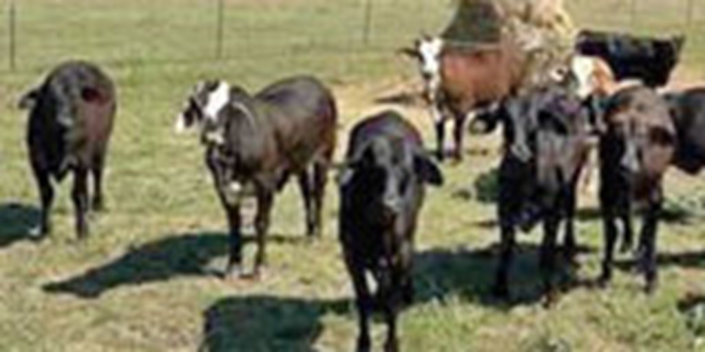 14 F1 Braford & F1 Brangus Rep. Heifers... South TX