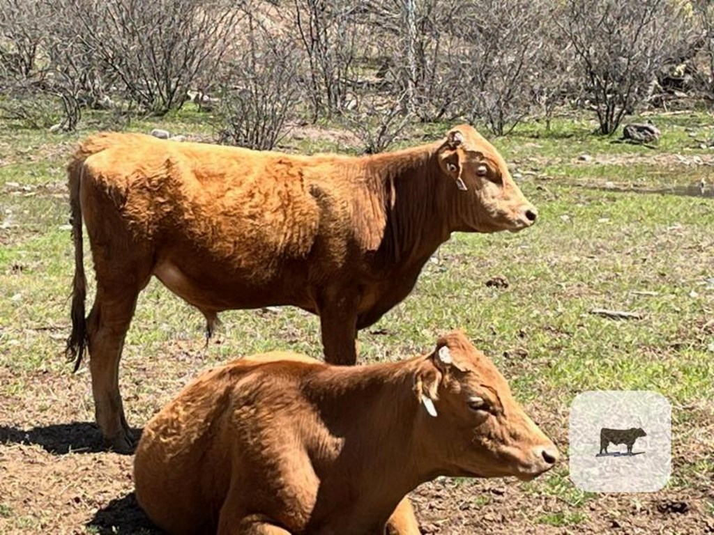 Cattle Range Listing Photo