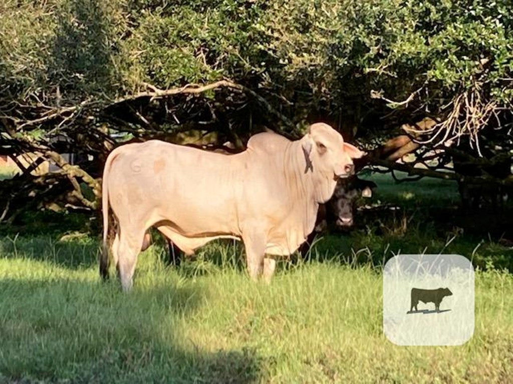 Cattle Range Listing Photo 6