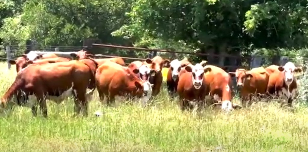 Cattle Range Listing Photo
