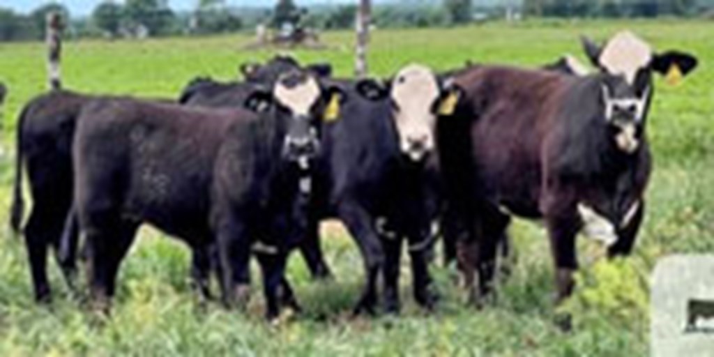 25 Brangus Baldy Rep. Heifers... Central TX