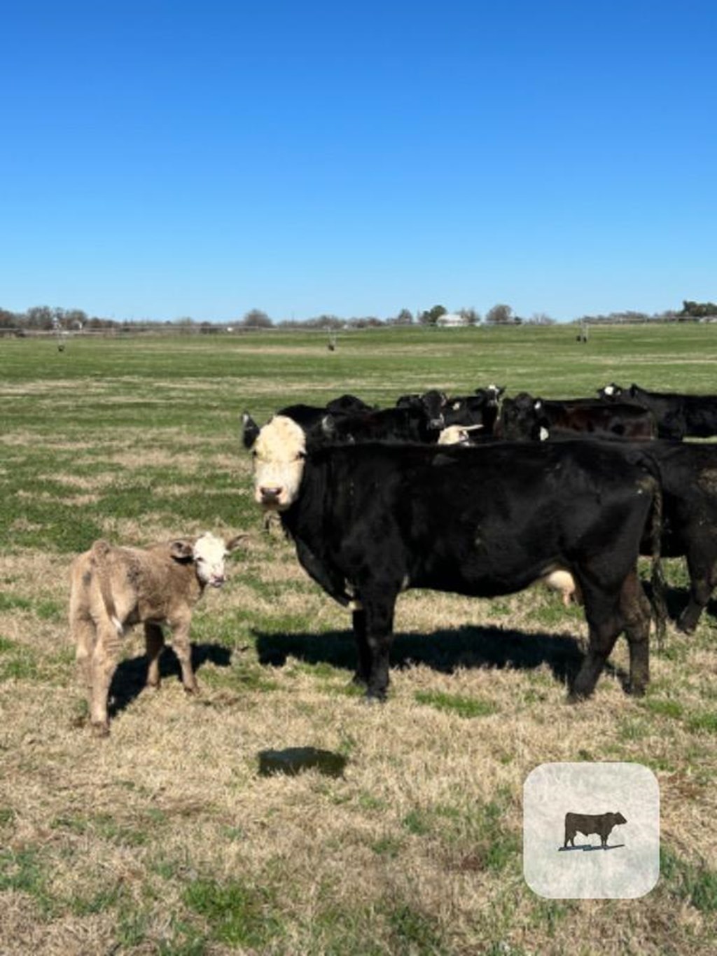 Cattle Range Listing Photo