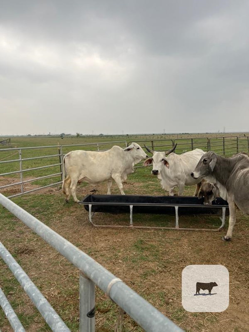 Cattle Range Listing Photo
