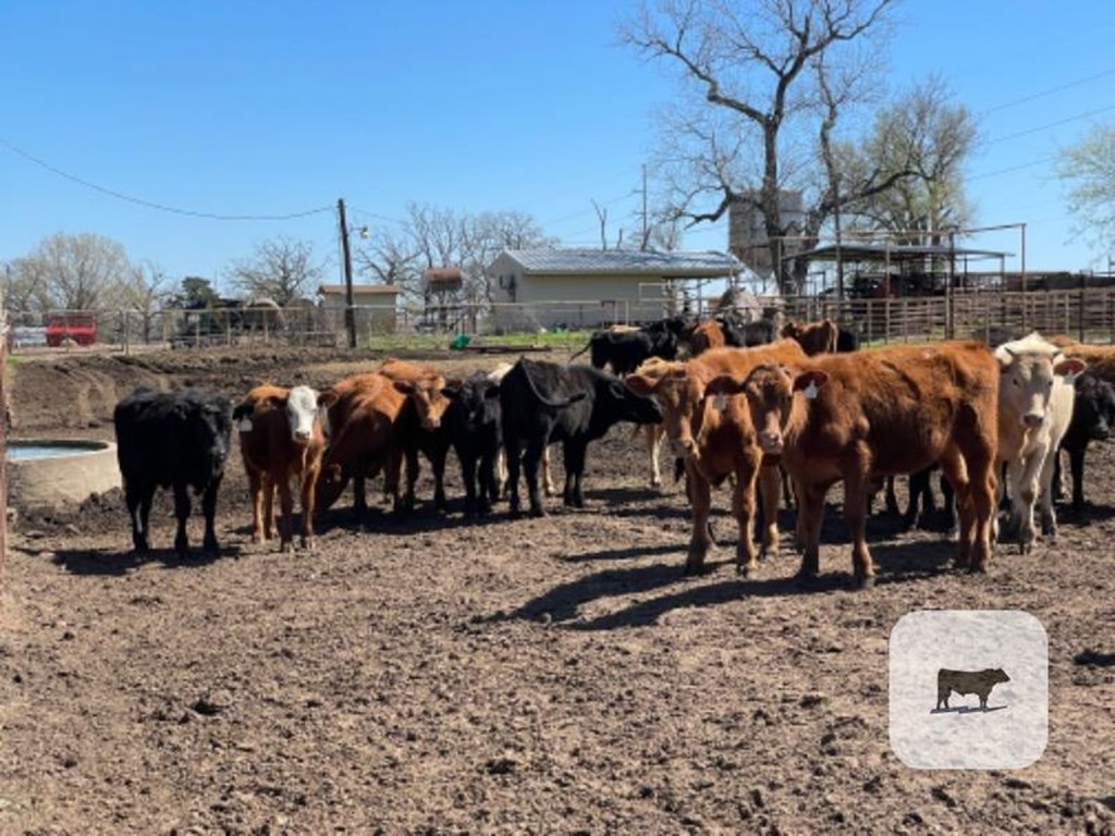 Cattle Range Listing Photo