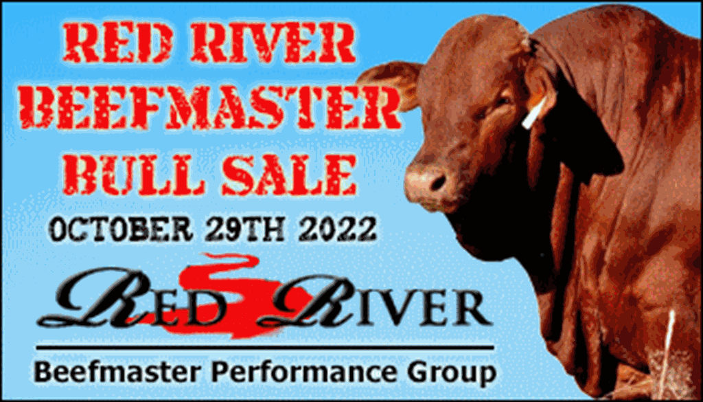 SS-Red River Beefmaster Bull Sale-10-29-2022