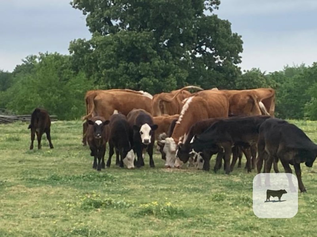 Cattle Range Listing Photo