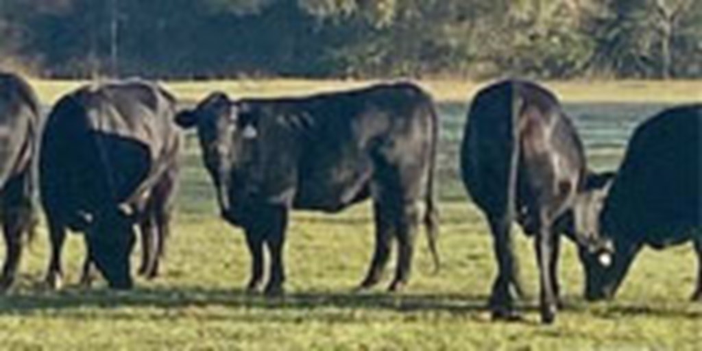 5 Beefmaster Bred Heifers... East TX