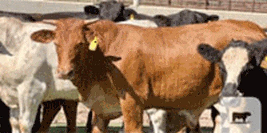 Listings Cattle Range