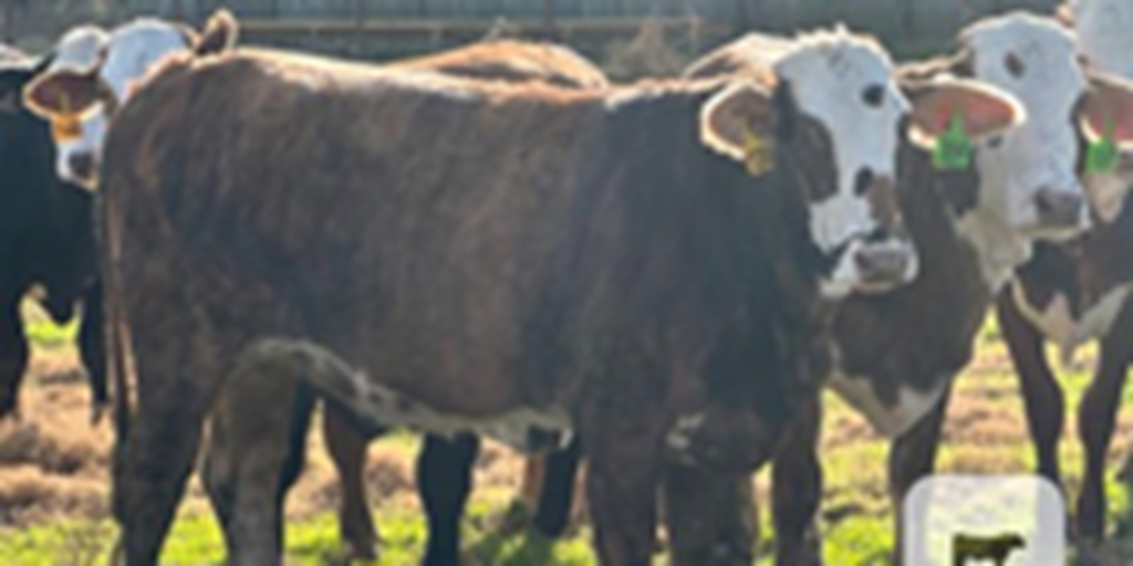12 Braford/Tigerstripe Bred Heifers... E. Central OK