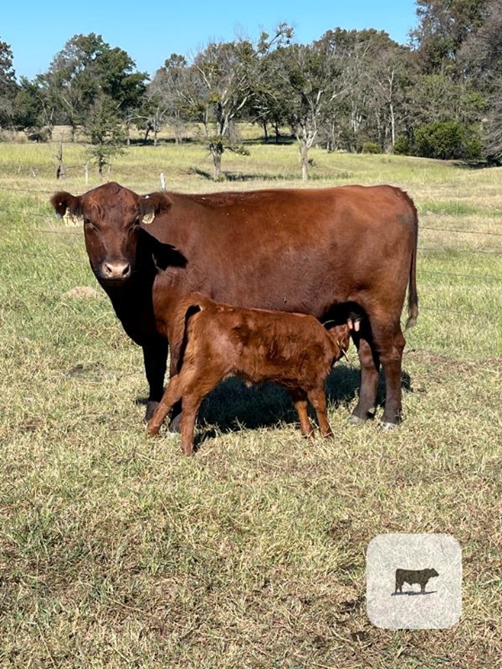 Cattle Range Listing Photo
