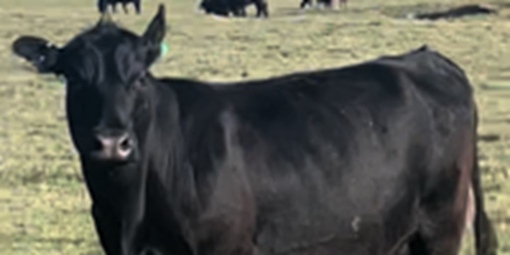 135	Angus, BWF, & Red Angus Cows w/ 120+ Calves... S. Central OK