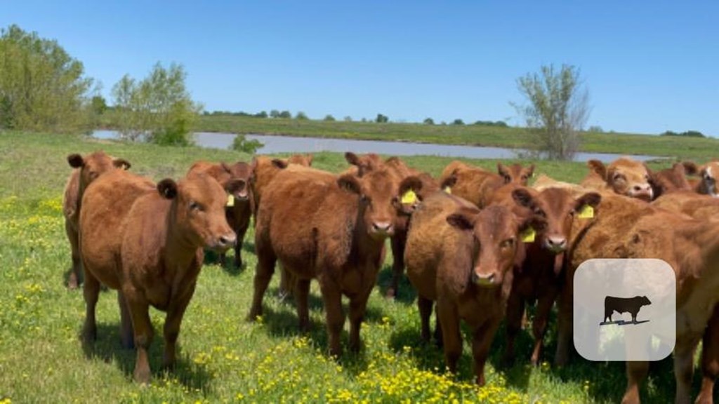 Cattle Range Listing Photo