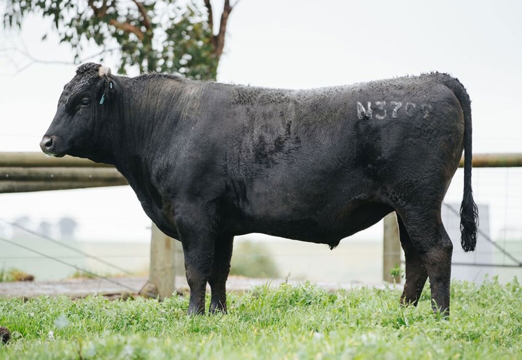 Cattle Range Listing Photo
