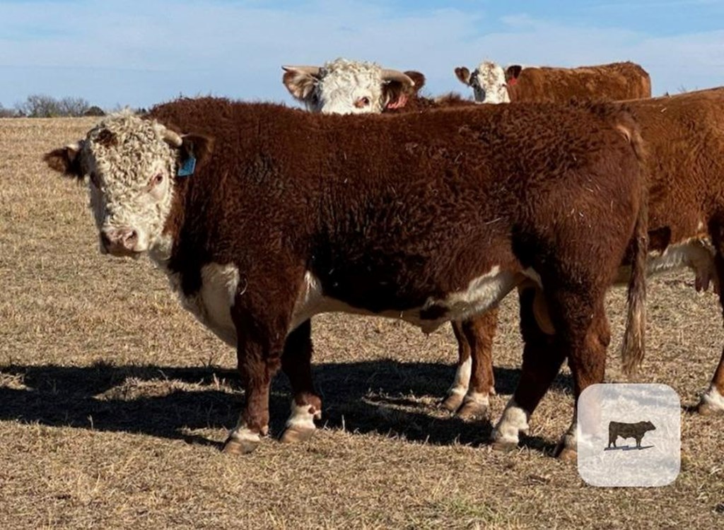 Cattle Range Listing Photo