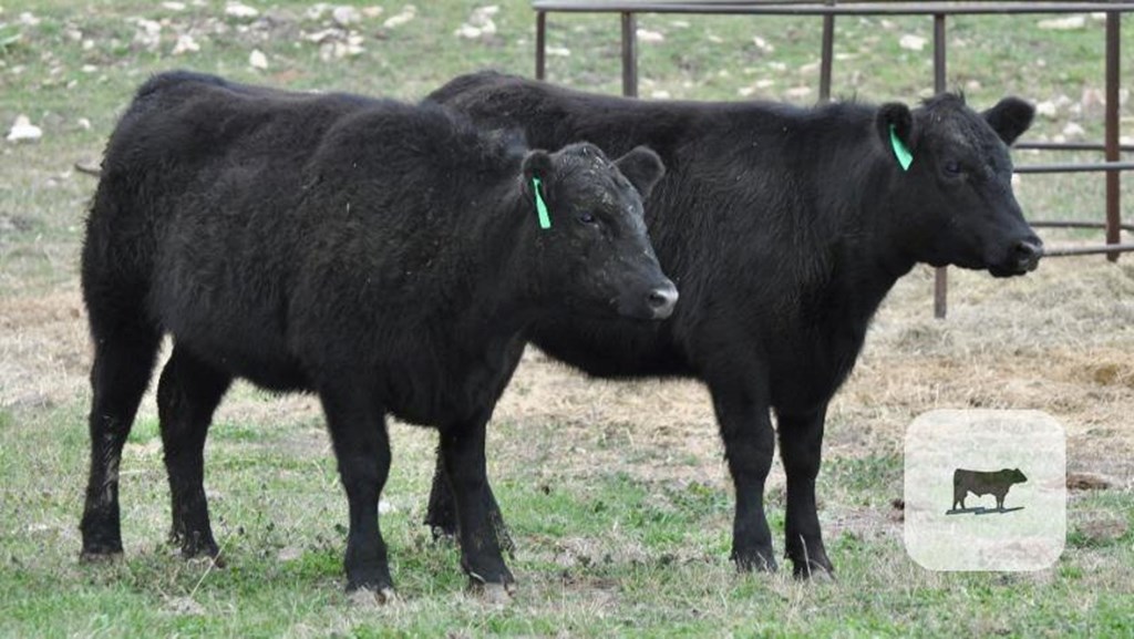 Cattle Range Listing Photo