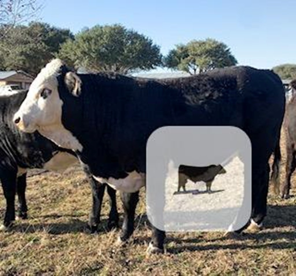 Cattle Range Listing Photo
