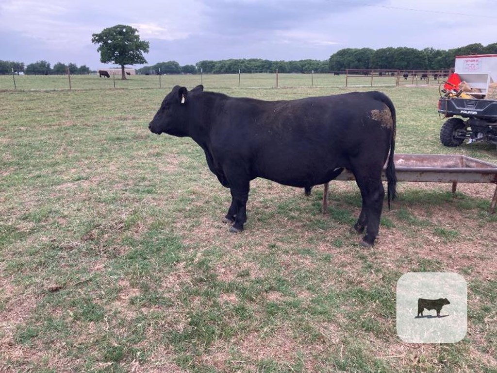 Cattle Range Listing Photo