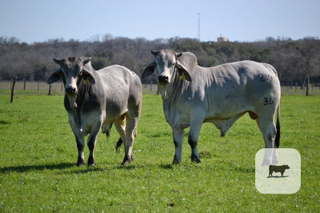 Cattle Range Listing Photo