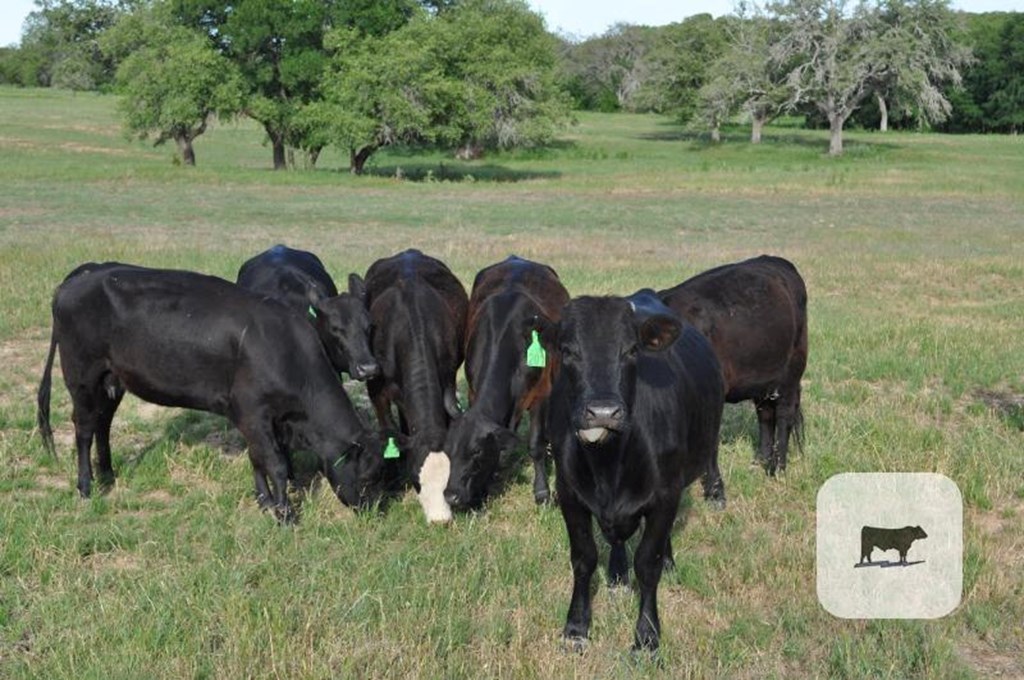Cattle Range Listing Photo