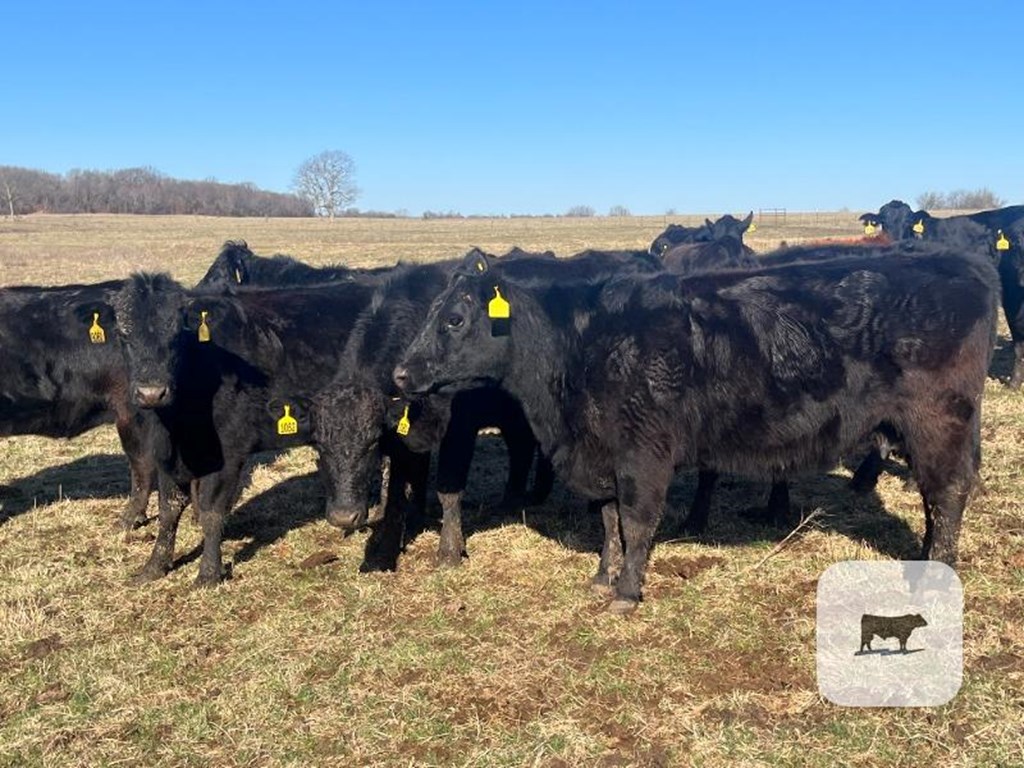 Cattle Range Listing Photo