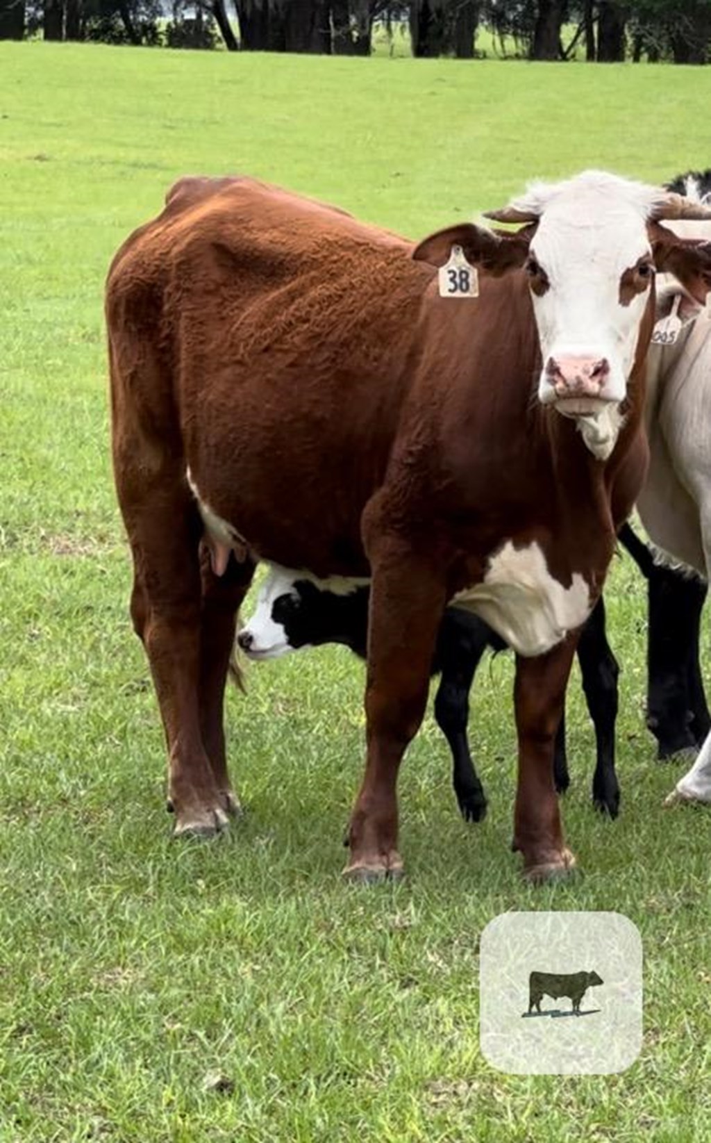 Cattle Range Listing Photo