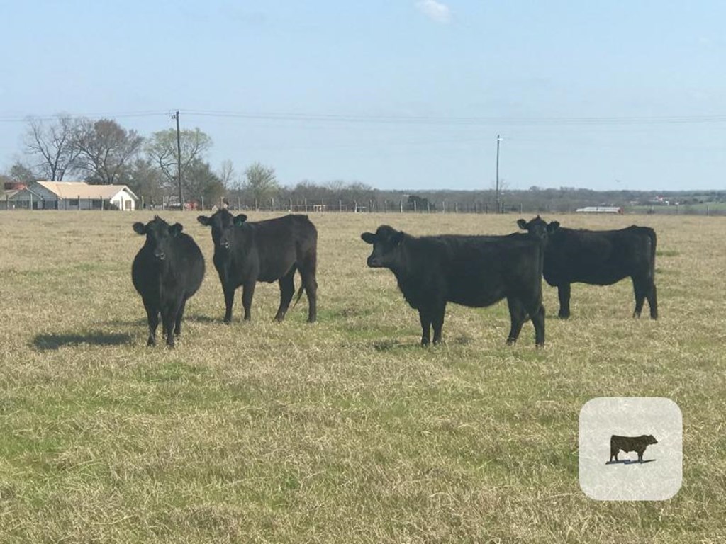 Cattle Range Listing Photo