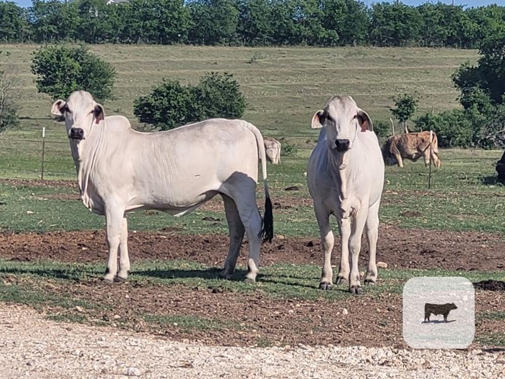 Cattle Range Listing Photo