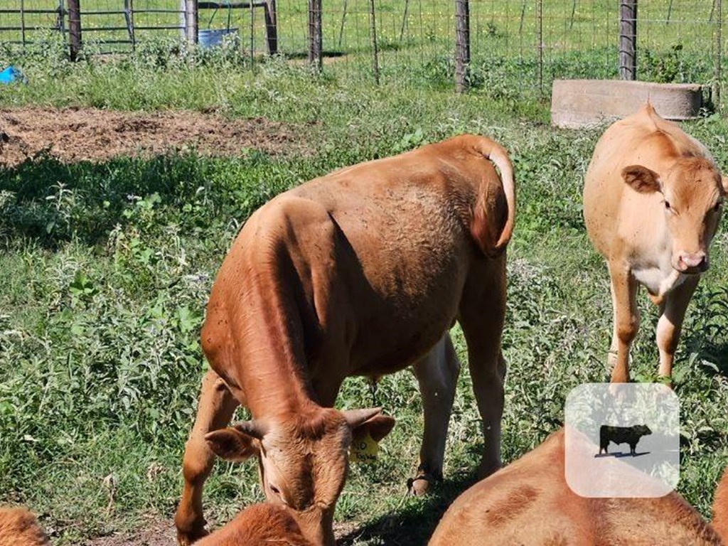 Cattle Range Listing Photo