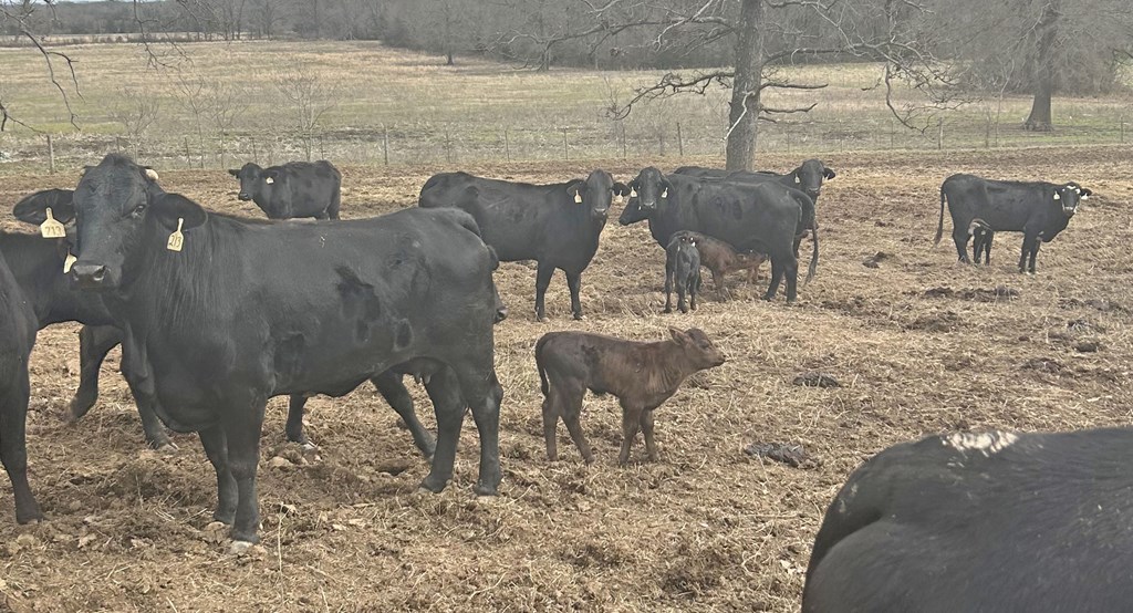Cattle Range Listing Photo