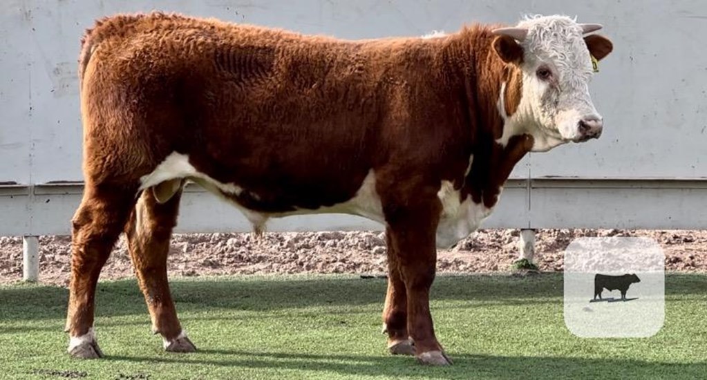 Cattle Range Listing Photo
