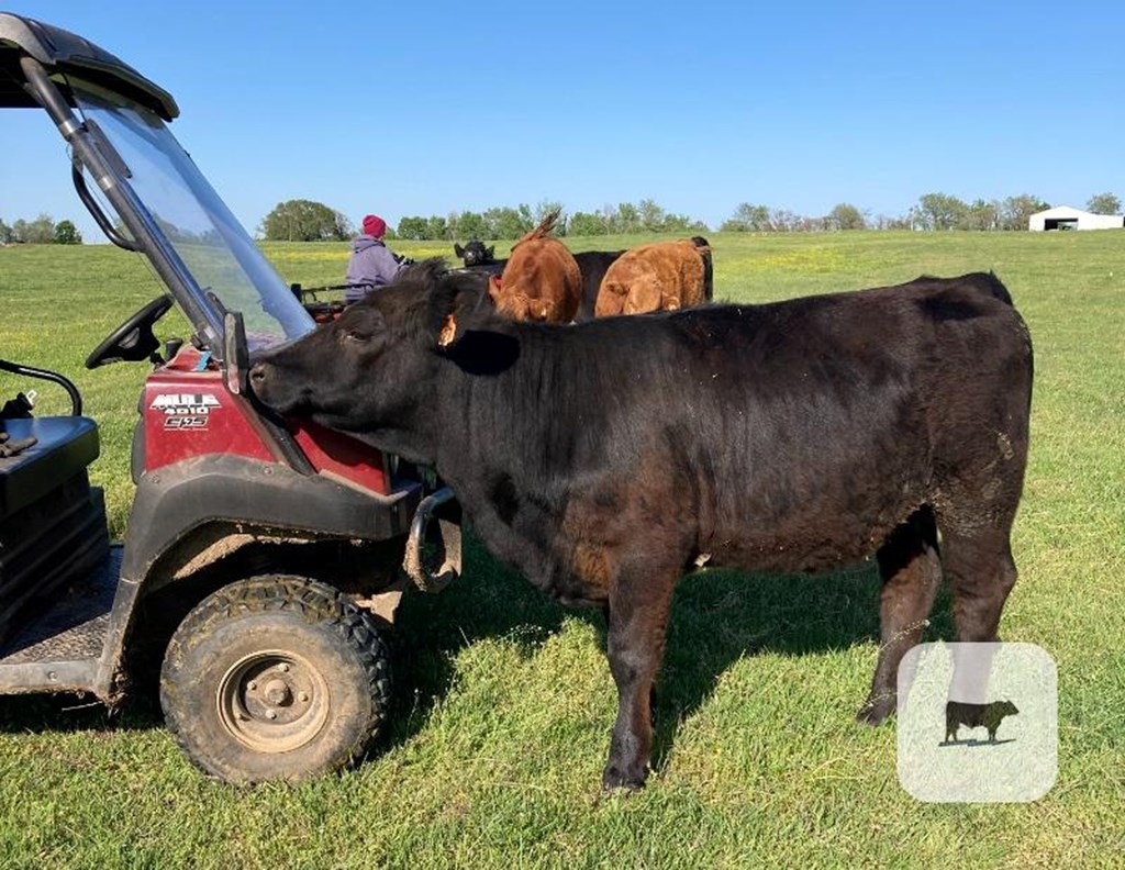Cattle Range Listing Photo