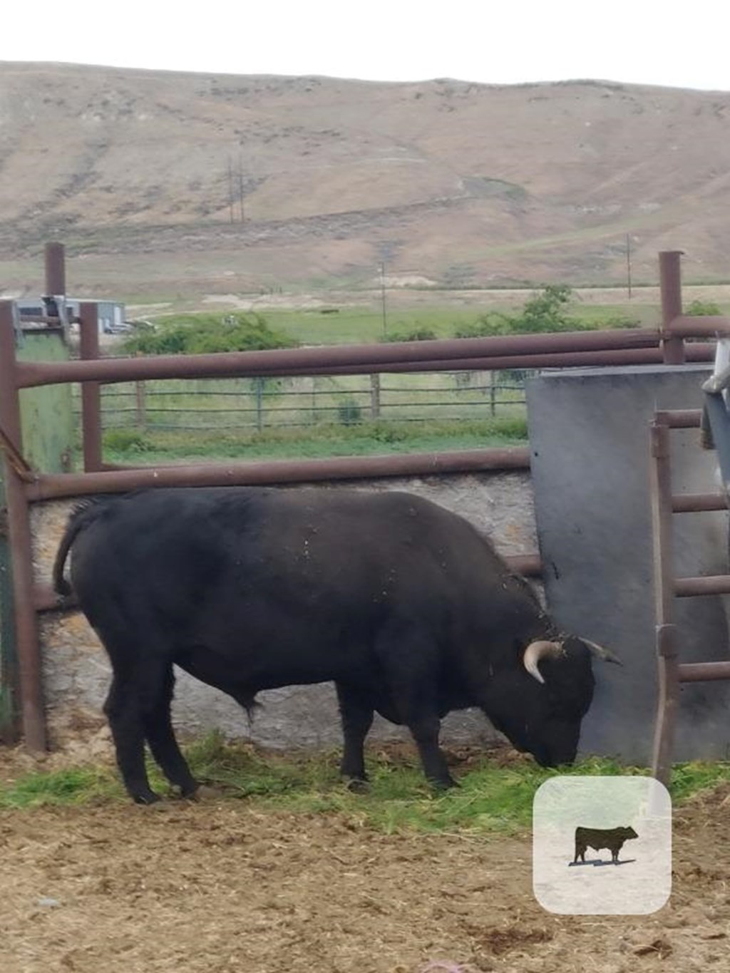 Cattle Range Listing Photo