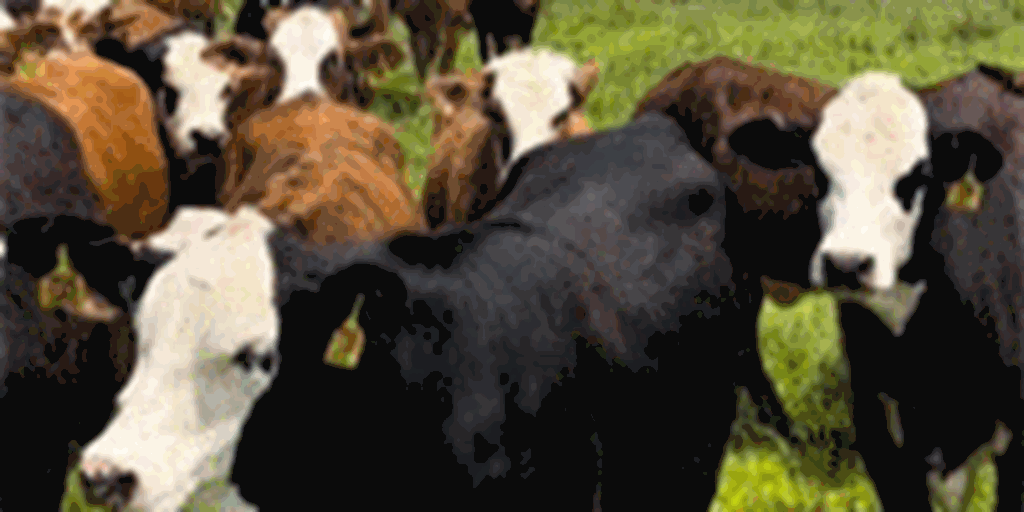 140	Braford & Brangus Baldy Bred Heifers... Northwest AR