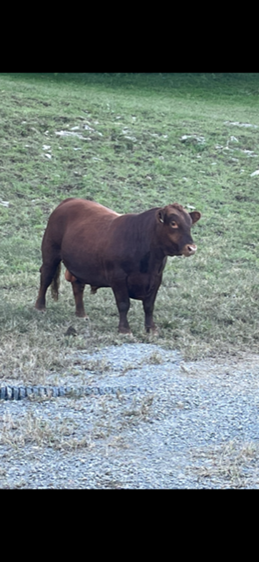 Cattle Range Listing Photo