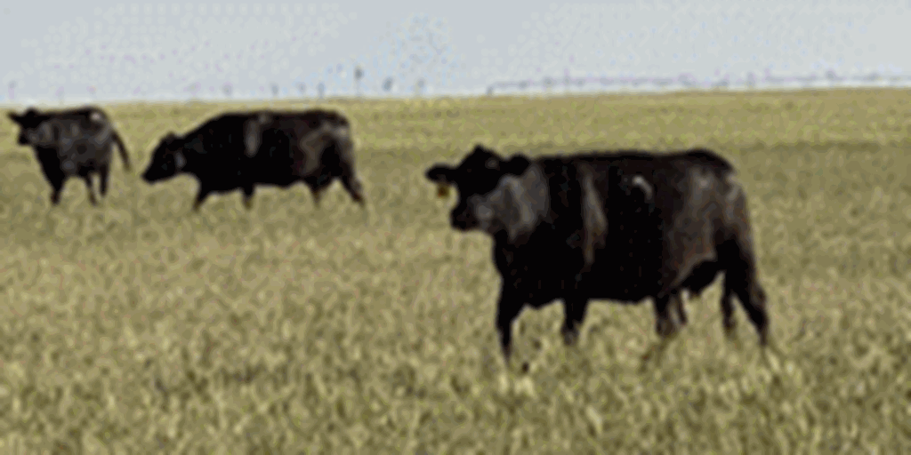 Listings Cattle Range