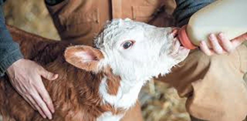 OSU: The Importance of Colostrum