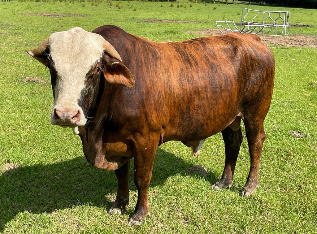 Cattle Range Listing Photo