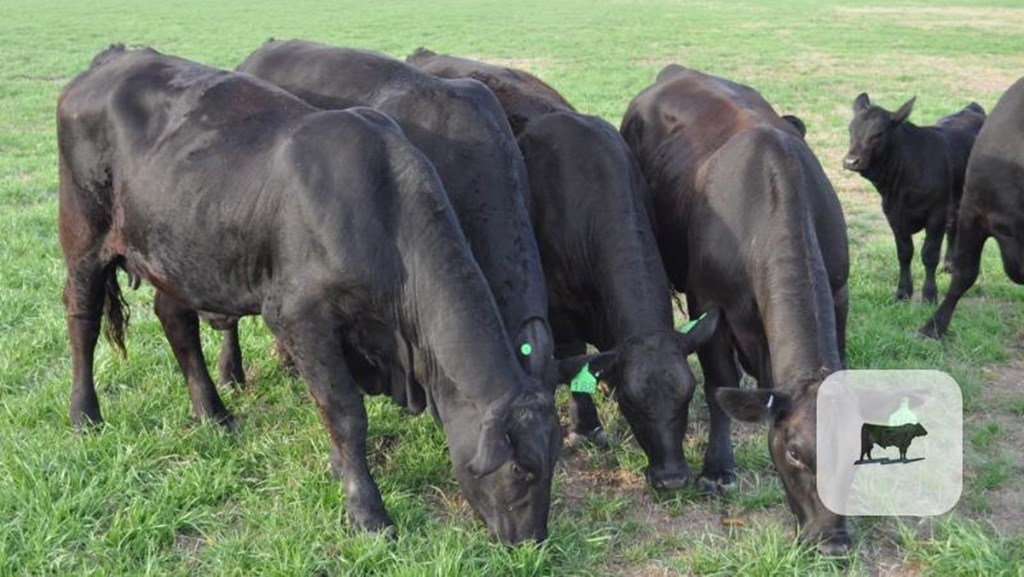 Cattle Range Listing Photo